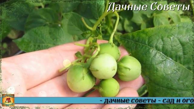 Мой неудачный эксперимент Вот что будет если обрывать цветы у картофеля Потом поняла что не так над смотреть онлайн