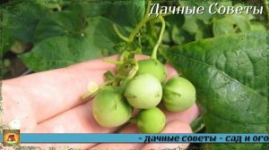 Мой неудачный эксперимент Вот что будет если обрывать цветы у картофеля Потом поняла что не так над