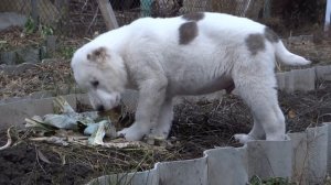 к.Ак-Нуккер Жаунгер -2мес.7 дней.г.Самара продажа SALE