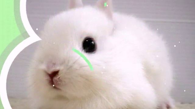 Кролики смотреть онлайн