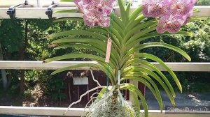 Vanda Kulwadee Fragrance 'Black'