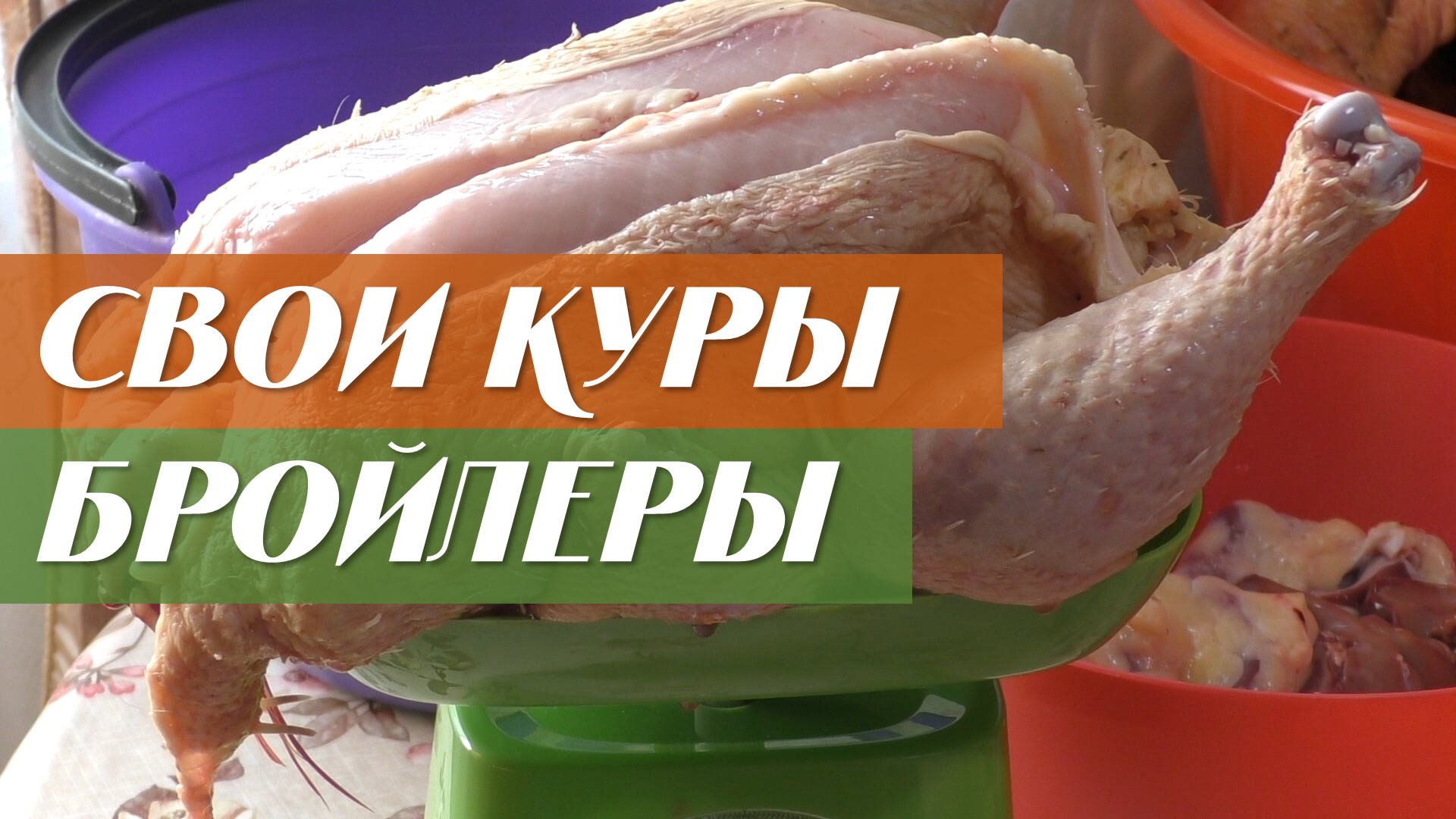 Выращивание кур-бройлеров смотреть онлайн