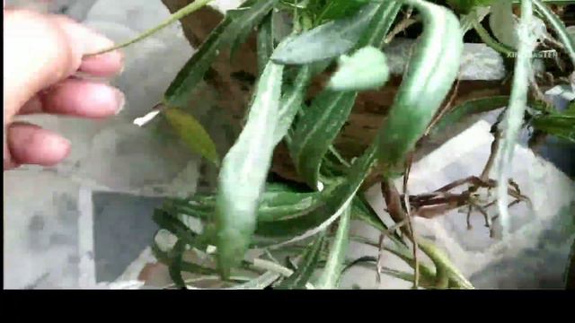 31 may 2022 update of my winter's flowering plants / petunia summer care / petunia смотреть онлайн