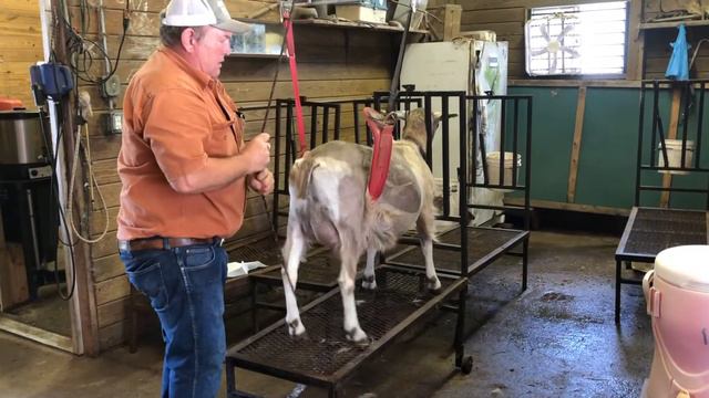 Small Ruminant Insemination Techniques смотреть онлайн