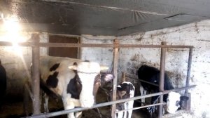 Откорм бычков ПРЕМИКС. Часть 2