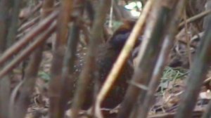 Black fronted WoodQuail - Odontophorus atrifrons. L E Urueña & J A Borras