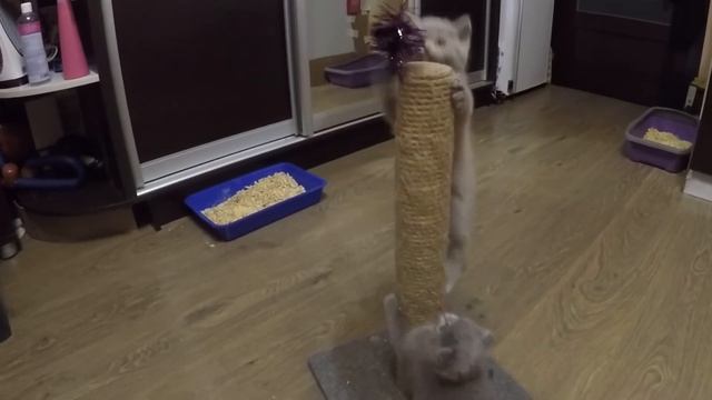 Нашим котикам 6 недель. Скоттиш-фолд и Скоттиш-страйт. смотреть онлайн