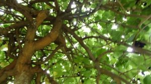 Плакучая ШЕЛКОВИЦА (Тутовник)в ландшафтном дизайне.  Вкусовые качества