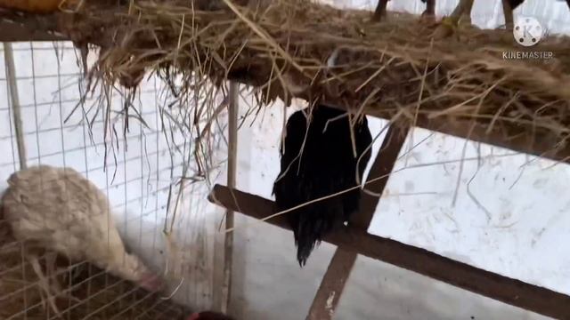 Амераукана | Курочки радуют | Продам… смотреть онлайн