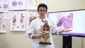 Холодные ноги у детей и взрослых. Пониженное артериальное давление.