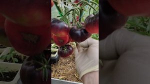 Сорт Мисс Форье - красотка!