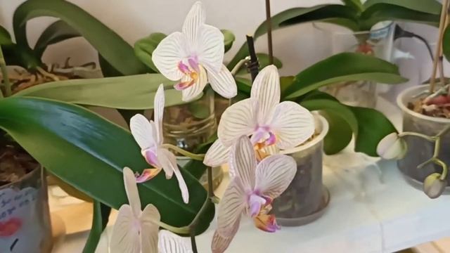 Зацвел мой Попугай #орхидеявводе/Фронтера - домашнее цветение/My Parrot orchid blooms in the water смотреть онлайн