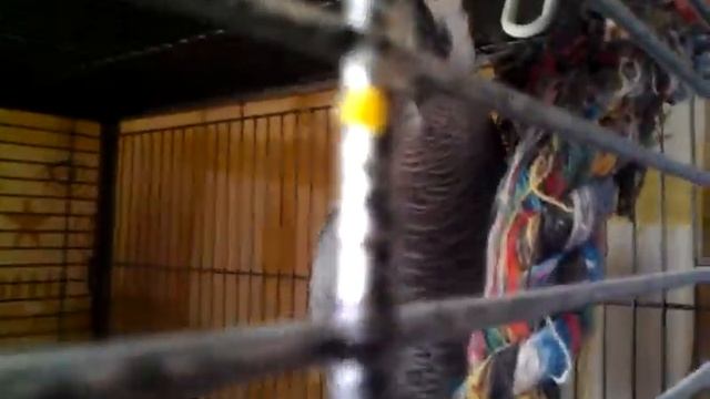 № 16. Попугай жако Мерлин говорит 21.05.2015 смотреть онлайн