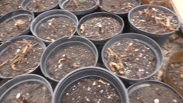 Зимнее хранение лилий в горшках в холодной теплице смотреть онлайн