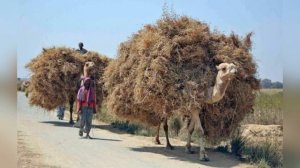 Анна Волкова, воспитатель Школы № 2083. Ребятам о зверятах: верблюд