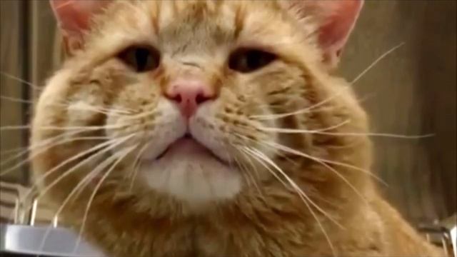 Огромный рыжий кот очутился в приюте и вдруг заговорил с людьми! смотреть онлайн