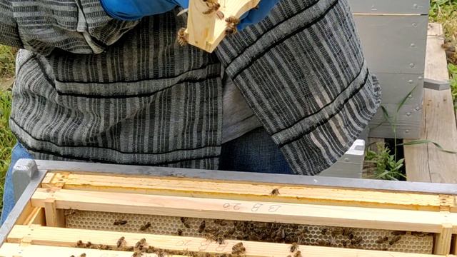 СЛАБКІ СІМ"Ї ГОДУЮТЬ ПАСІКУ смотреть онлайн