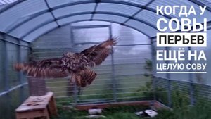 Просто праздник какой-то! Ещё два пера из совы и обмен на вкусное