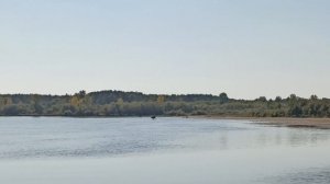 лось в тумане