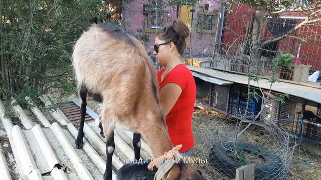 КОЗЛЯТИНА capra hircus