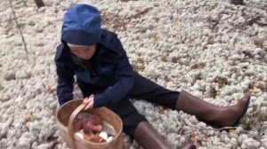 Белые Грибы на Севере Пермского края