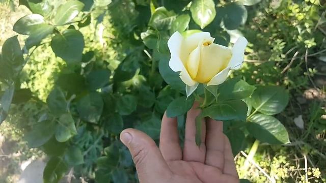 Michelangelo ( MEItelov ) / Meilland 1997 - rose - rosier - rosa смотреть онлайн