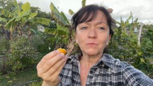 Cumquat Nagami Citrus Japonica Kumquat - My Subtropical Food Forest Plants at Permaculture Haven