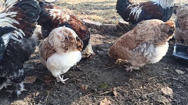 3 ноября 2021 г. перые яйца фавероли смотреть онлайн