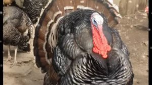 Ирина Аллегрова Армия Прекрасных Половин#Надежда Л Поздравление на 8 марта!