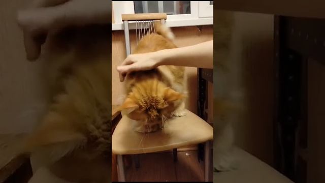 Марсель ласкается. смотреть онлайн