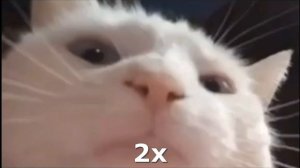 Котик флексит под Da da da перезалив