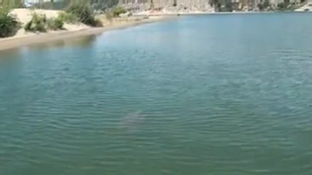 Водная черепаха
