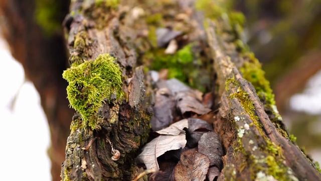 Прогулка в верховьях реки Рудневка смотреть онлайн