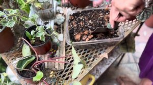 Begonias!! Y un ficus morado para el jardín 💚