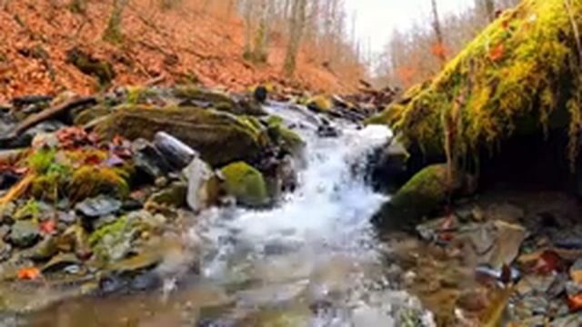 Звук горной реки осенью. / Звуки для медитации, отдыха и сна. /Relax смотреть онлайн