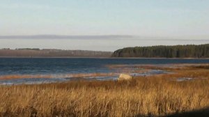 Камбарка   2013, хроника 1