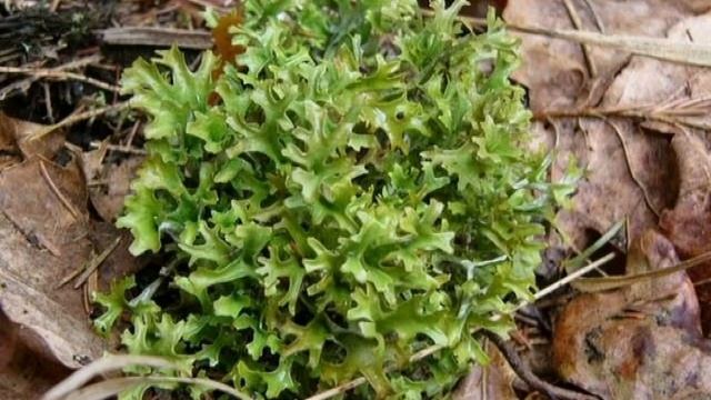 Дикорастущие растения в нашем питании. Исландский мох. смотреть онлайн