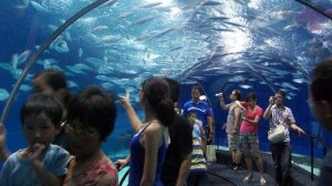 #aquarium #adler #сочи #show #piranhas #parks #океонариум #длядетей #сингапур #влог #одинденьизжизни