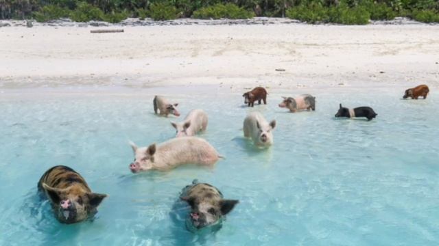 Интересный факт: "Зачем свинья валяется в грязи" смотреть онлайн