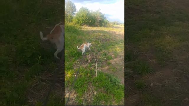 Амстафф Джульетта на прогулке смотреть онлайн