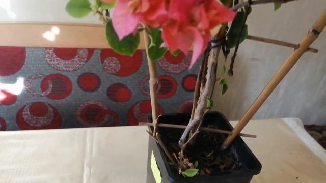 Бугенвиллия махровая Australian Gold смотреть онлайн