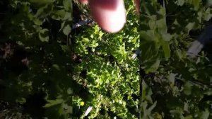 садоводство на Урале пермский край с.Сепыч