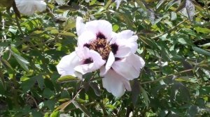 Древовидный пион - цветущий кустарник-долгожитель для сада. Посадка, уход, обрезка, болезни.