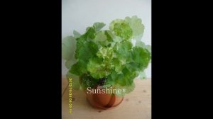 Pelargonium Rosebud Brighstone   로즈버드 브라이스톤