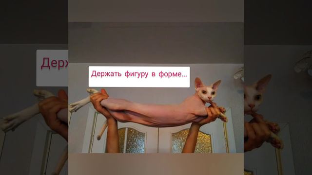 Очаровательная мимика, взгляд, настроение у канадского сфинкса Хаси. смотреть онлайн