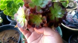 How to propagate black rose or Aenium succulents