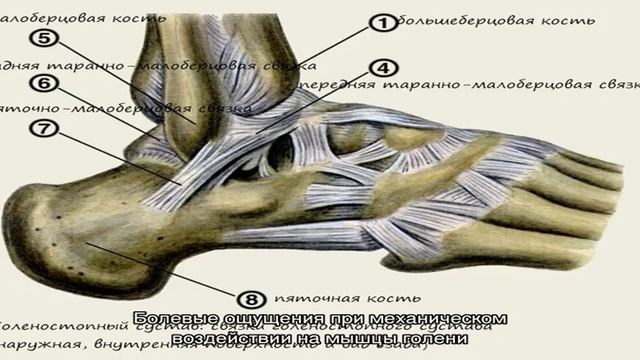 Связки голеностопа и их повреждения