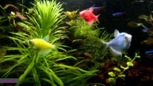 Аквариум 40 литров. Видео-обзор.