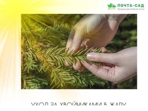 УХОД ЗА ХВОЙНИКАМИ В ЖАРУ