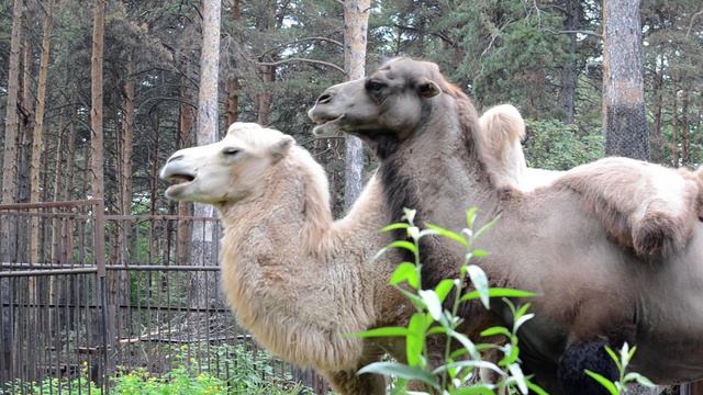Влюблённый верблюд. смотреть онлайн